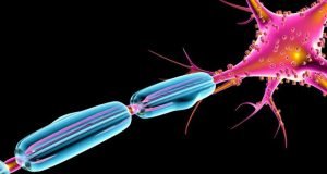 Enzyme ensures thick insulation