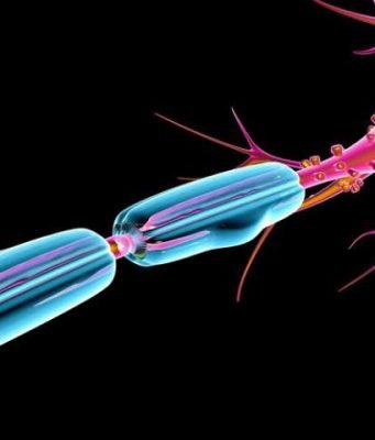 Enzyme ensures thick insulation