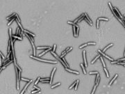Fiber fermenting bacteria improve health of type 2 diabetes patients