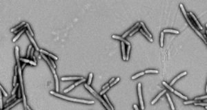 Fiber fermenting bacteria improve health of type 2 diabetes patients