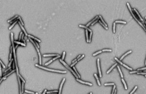 Fiber-fermenting bacteria improve health of type 2 diabetes patients Fiber fermenting bacteria improve health of type 2 diabetes patients