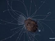 First ever observations of a living anglerfish a female with her tiny mate coupled for life