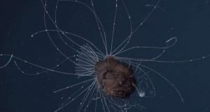 First ever observations of a living anglerfish a female with her tiny mate coupled for life