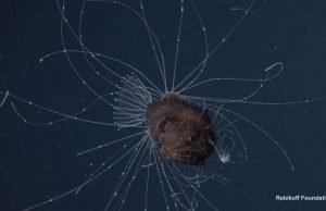 First ever observations of a living anglerfish a female with her tiny mate coupled for life