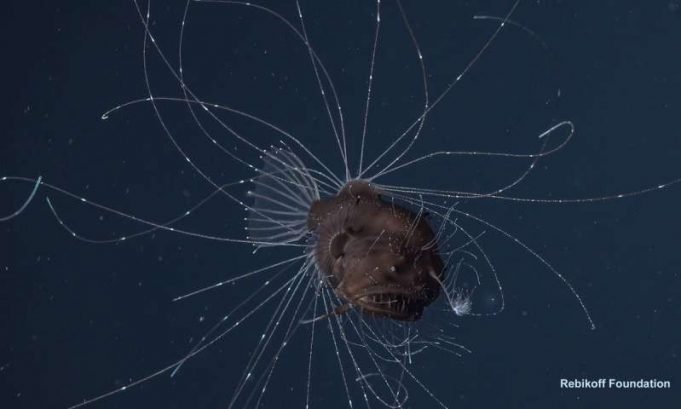 First ever observations of a living anglerfish a female with her tiny mate coupled for life