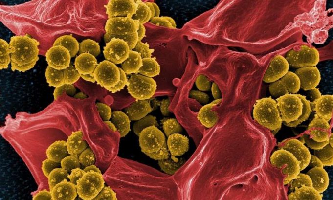 First proof a synthesized antibiotic is capable of treating superbugs First proof a synthesized antibiotic is capable of treating superbugs
