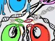 Gene editing method produces perfect pluripotent stem cell twins