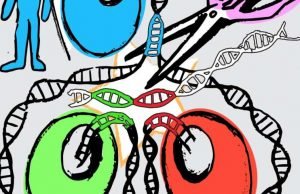 Gene editing method produces perfect pluripotent stem cell twins Gene editing method produces perfect pluripotent stem cell twins