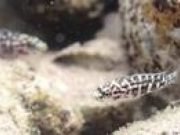 How a fish species in Lake Tanganyika works together to secure additional food sources