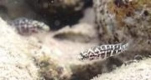 How a fish species in Lake Tanganyika works together to secure additional food sources