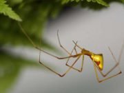 How brightly colored spiders evolved on Hawaii again and again... and again