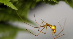 How brightly colored spiders evolved on Hawaii again and again... and again