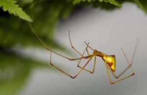 How brightly colored spiders evolved on Hawaii again and again… and again How brightly colored spiders evolved on Hawaii again and again... and again