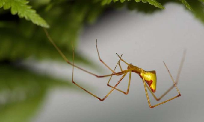 How brightly colored spiders evolved on Hawaii again and again... and again