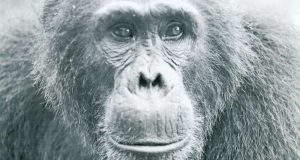 How infighting turns toxic for chimpanzees
