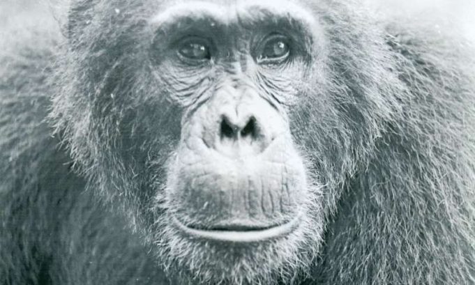 How infighting turns toxic for chimpanzees