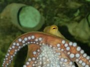 Hunting squid slowed by rising carbon levels