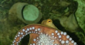 Hunting squid slowed by rising carbon levels