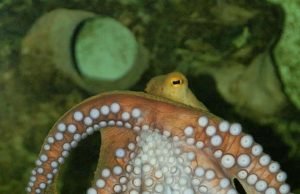 Hunting squid slowed by rising carbon levels