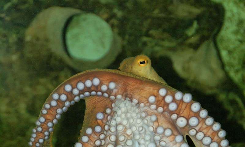 Hunting squid slowed by rising carbon levels