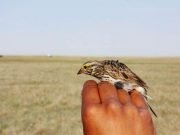 Landmark study reports on new layer of complexity in songbird communication