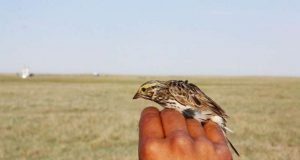 Landmark study reports on new layer of complexity in songbird communication