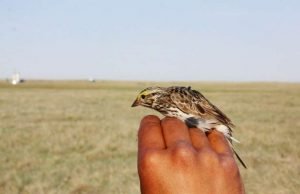 Landmark study reports on new layer of complexity in songbird communication Landmark study reports on new layer of complexity in songbird communication