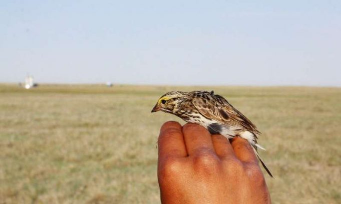 Landmark study reports on new layer of complexity in songbird communication