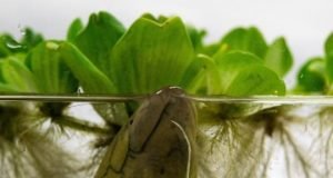 Mammals share mechanisms controlling the heart with a 400 million year old fish