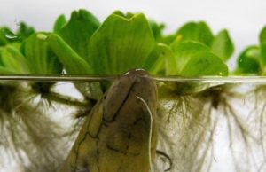 Mammals share mechanisms controlling the heart with a 400 million-year-old fish Mammals share mechanisms controlling the heart with a 400 million year old fish