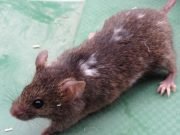 Mice change their appearance as a result of frequent exposure to humans