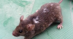 Mice change their appearance as a result of frequent exposure to humans