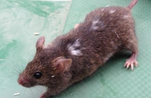 Mice change their appearance as a result of frequent exposure to humans Mice change their appearance as a result of frequent exposure to humans