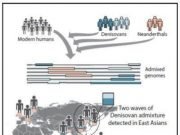 Modern humans interbred with Denisovans twice in history