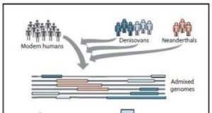 Modern humans interbred with Denisovans twice in history