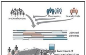 Modern humans interbred with Denisovans twice in history Modern humans interbred with Denisovans twice in history