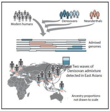 Modern humans interbred with Denisovans twice in history