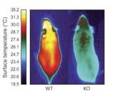 Molecule that gives energy burning brown fat its identity could lead to drugs for obesity