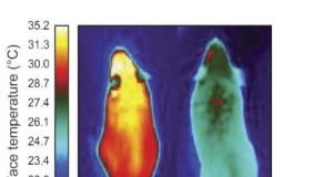 Molecule that gives energy burning brown fat its identity could lead to drugs for obesity