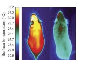 Molecule that gives energy-burning brown fat its identity could lead to drugs for obesity Molecule that gives energy burning brown fat its identity could lead to drugs for obesity