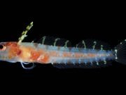 New deep reef ocean zone the rariphotic teeming with new fish species