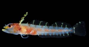 New deep reef ocean zone the rariphotic teeming with new fish species