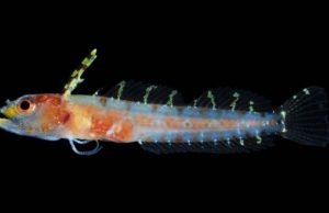 New deep reef ocean zone, the rariphotic, teeming with new fish species New deep reef ocean zone the rariphotic teeming with new fish species
