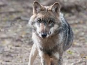 New genetic research shows extent of cross breeding between wild wolves and domestic dogs