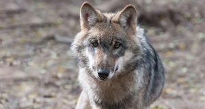New genetic research shows extent of cross breeding between wild wolves and domestic dogs