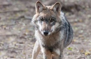 New genetic research shows extent of cross breeding between wild wolves and domestic dogs