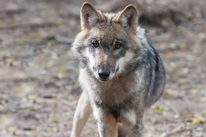 New genetic research shows extent of cross-breeding between wild wolves and domestic dogs New genetic research shows extent of cross breeding between wild wolves and domestic dogs