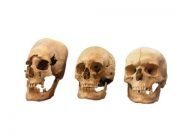 New insights into the origin of elongated heads in early medieval Germany