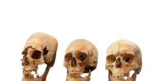 New insights into the origin of elongated heads in early medieval Germany