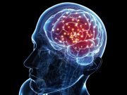 New research finds the brain is less flexible than we thought when learning